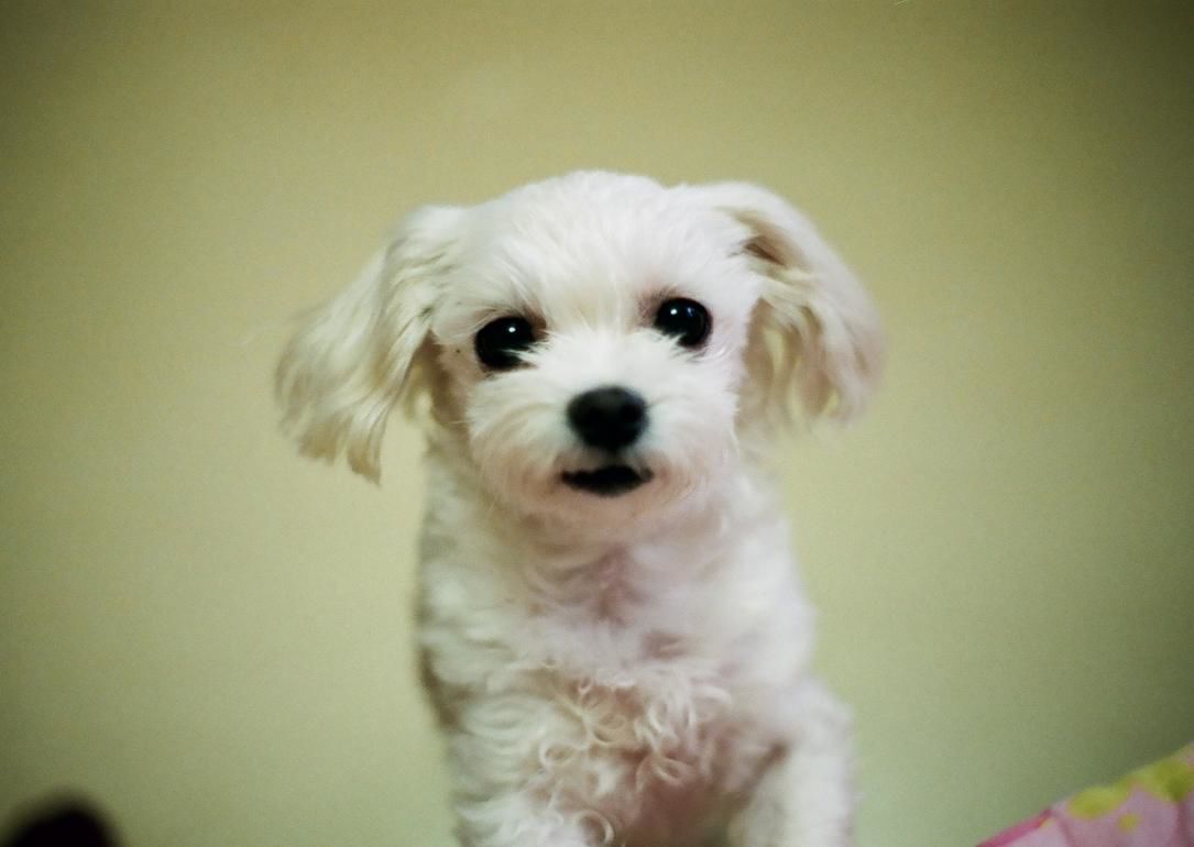 #19. Lhasa Apso